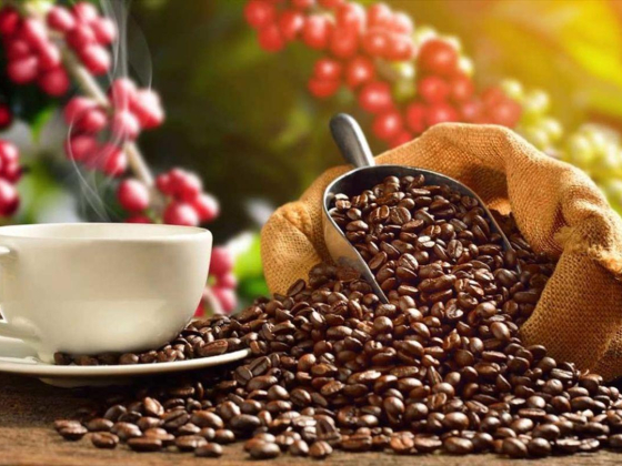 Nova Global Coffee Trading
