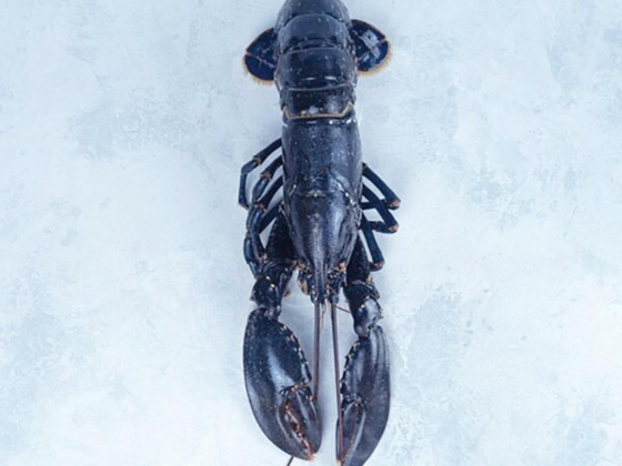 Isla Seafoods