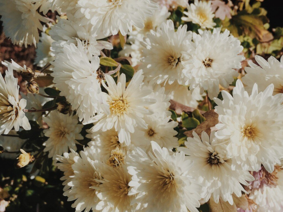 Savannah Flowers