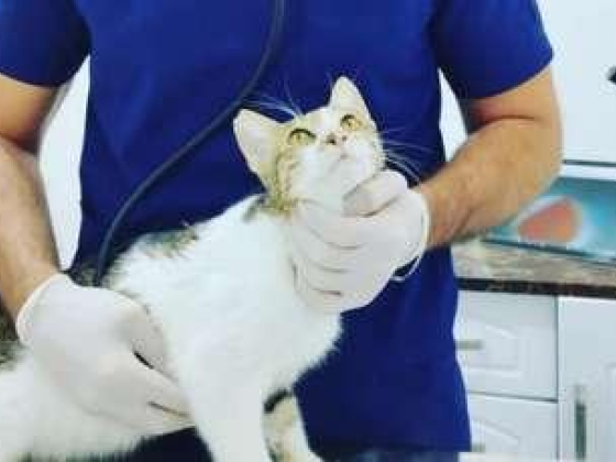 Liberty Veterinary Clinic