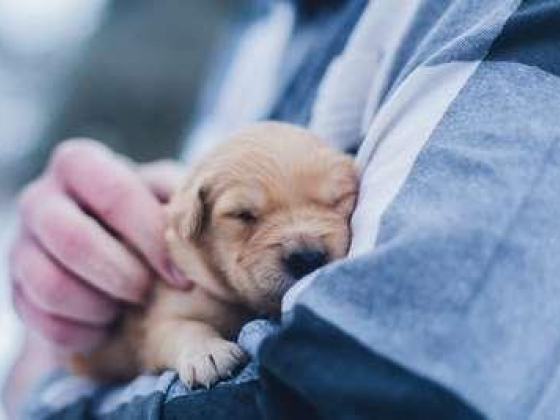 Dr. Well Veterinary Hospital