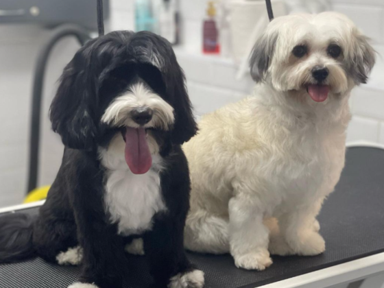 Luxury Pets Grooming