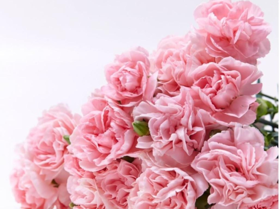 Bloom Box Flower Shop