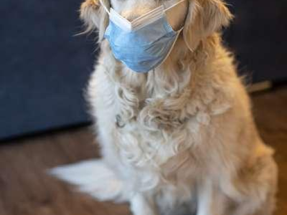 Petflix Veterinary Clinic