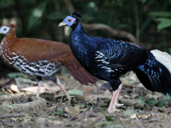 Faunaland Animal Trading
