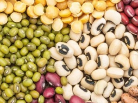 Badr Al Firdous Foodstuff Trading