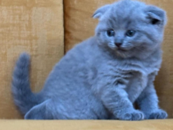 Amazing Pets Life Animals Trading
