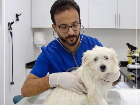 Harmony Vet Clinic