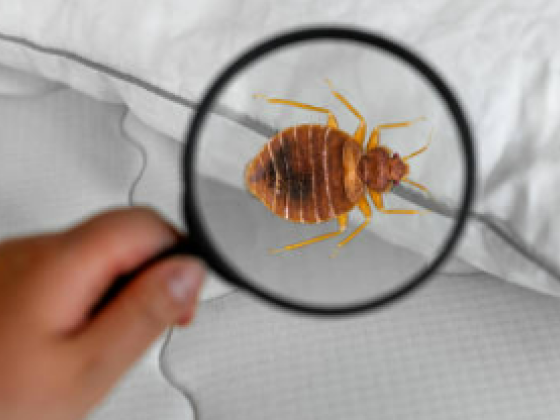Al Amani Pestcontrol