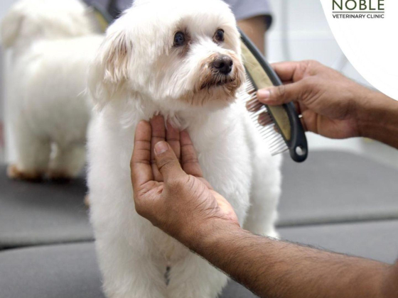 Noble Veterinary Clinic DMCC