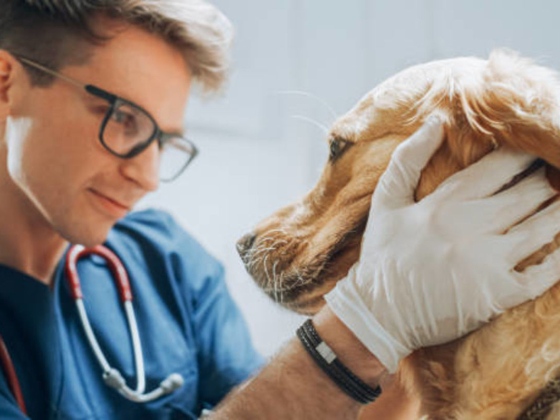 Umm Suqeim Veterinary Center