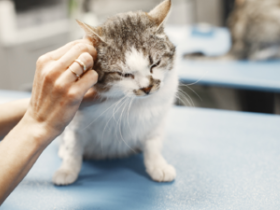 Crown Veterinary Clinic