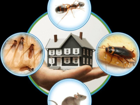 Al Waha Hygiene Pests Control Services
