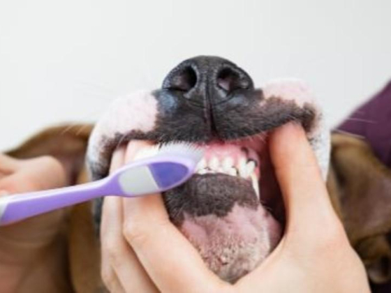 Pet First Veterinary Clinic