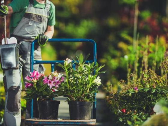 Amali Plants And Trees Trading