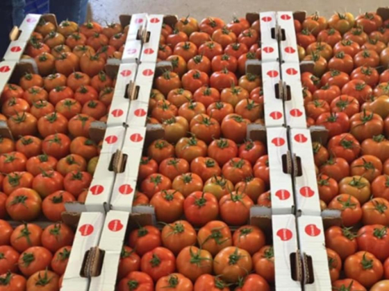 Gnosch Foodstuff Trading