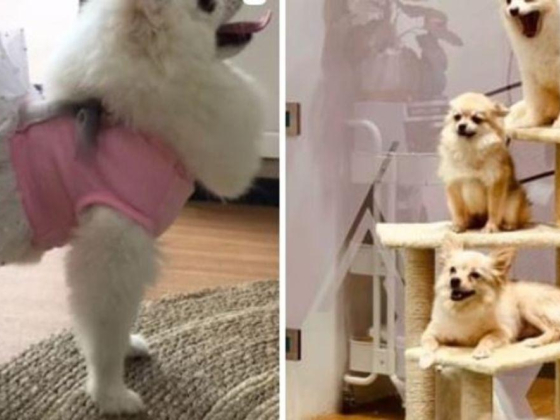 Fluffy Staycation Pets Grooming & Boarding