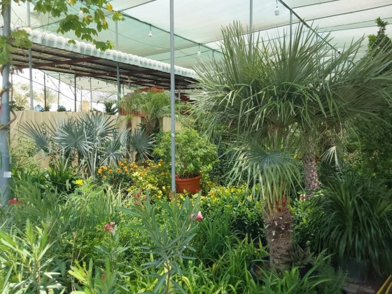 Jawharat Alwarsan Plant & Tree Nurseries Trading
