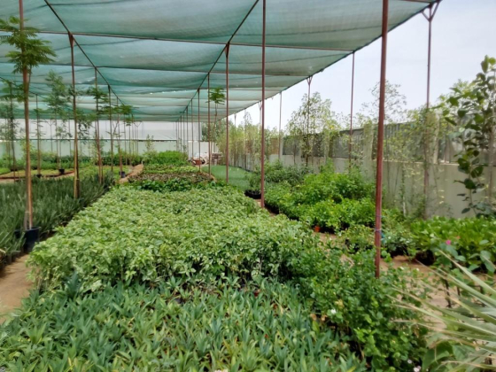 Exotic Plants & Pots Trading