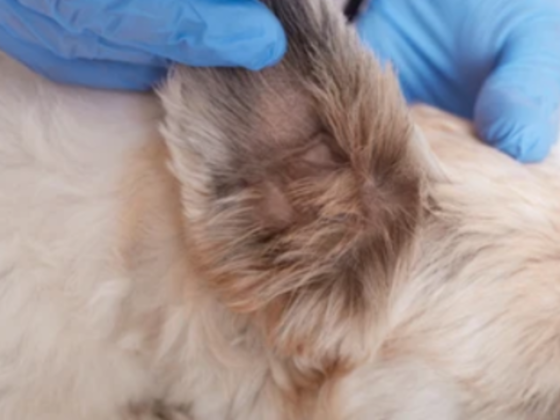 Super Vet Pet Clinic L.l.c
