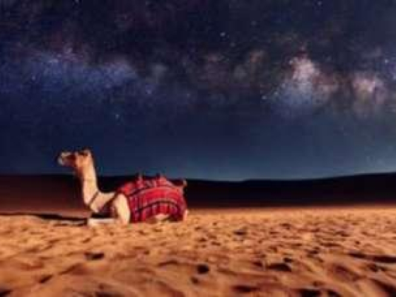 Go Go Desert Safari