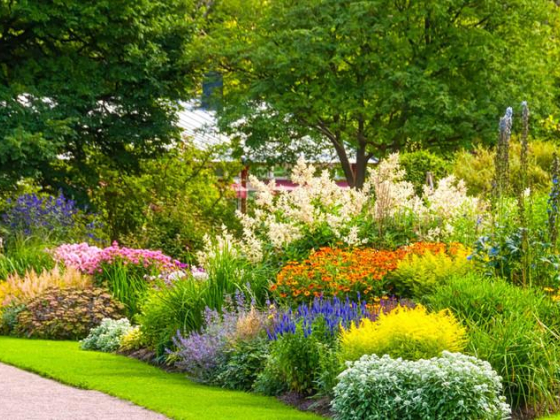 Rubus Plants & Flowers Trading