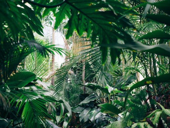 Where to Actually Find Plants in Dubai, and What They Should Cost