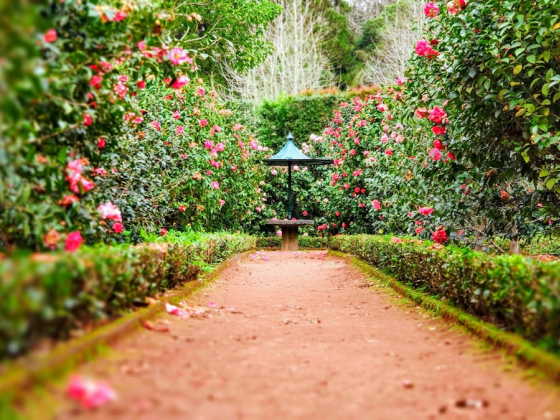 Hiring a Gardener in Dubai: Costs, Contracts and What to Check Before You Sign