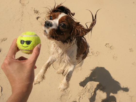 Pet Hotels in Dubai: What They Cost and How to Vet One Properly