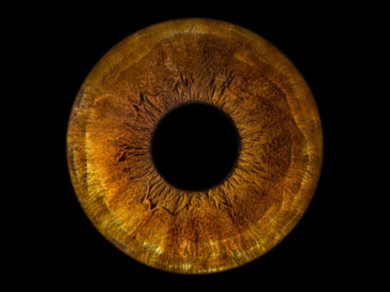 Eyemazy International