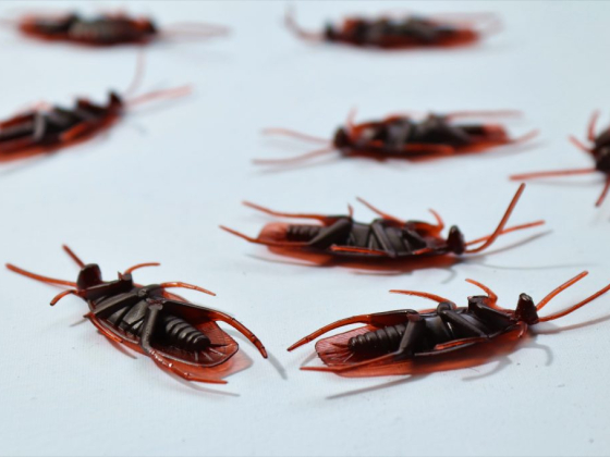 Control Cockroach Infestations in Your Home