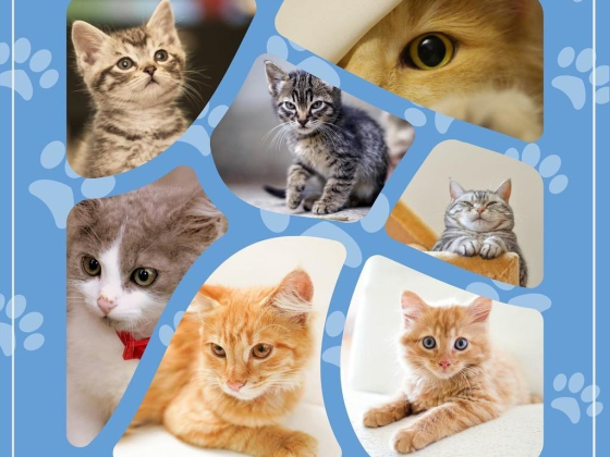 The Cat Specialist Veterinary Clinic