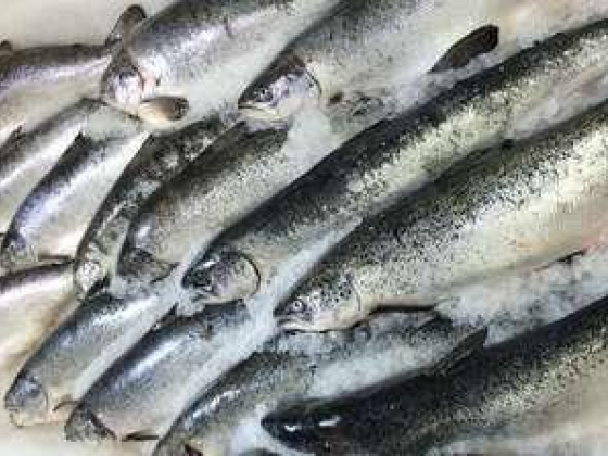 Aamir Mushtaq Fish Trading
