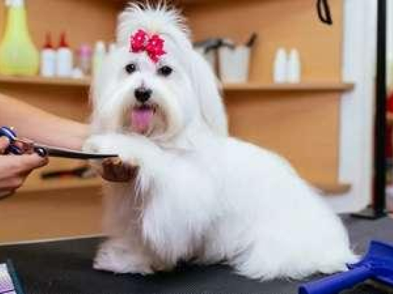 Gentle Paws Pets Grooming