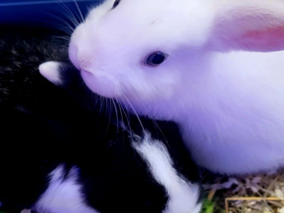 Alaska Pets Trading