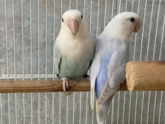 Alaska Pets Trading