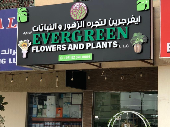 Evergreen Flowers & Plants