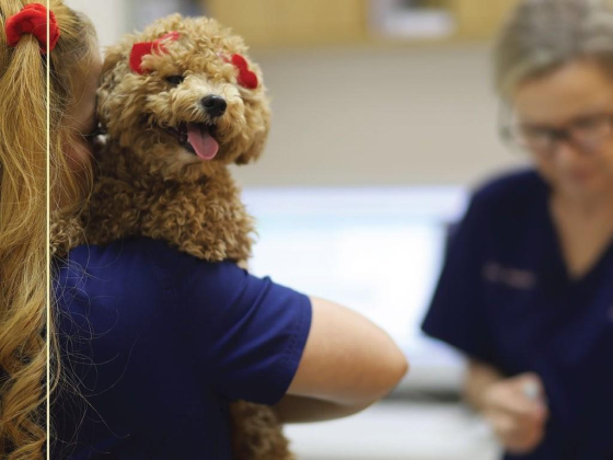 Modern Vet