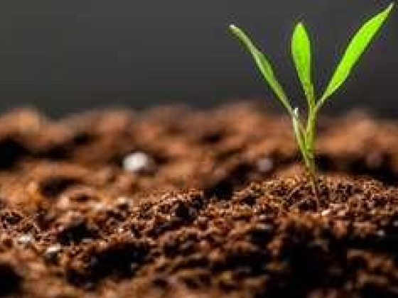 The Green Revolution