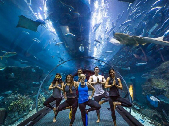 Dubai Aquarium & Underwater Zoo
