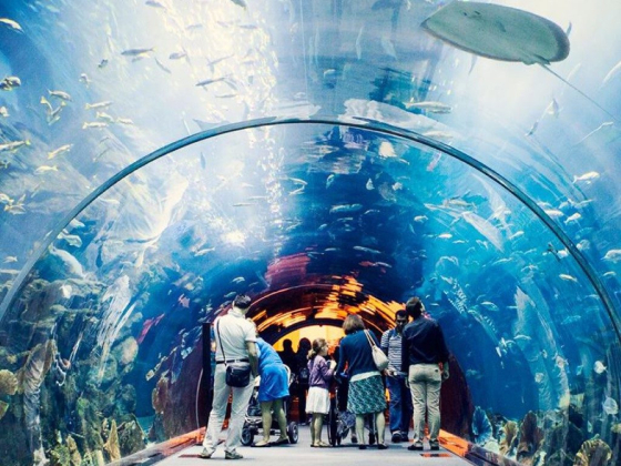 Dubai Aquarium & Underwater Zoo