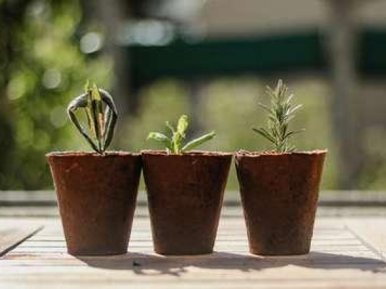Plantscapes Indoor Plants Trading