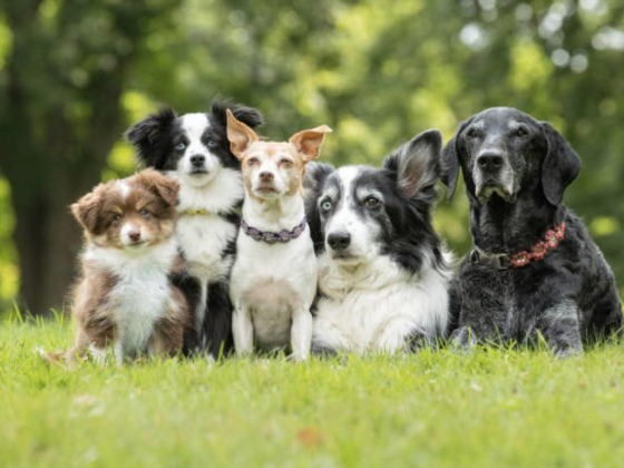 Everything Dog