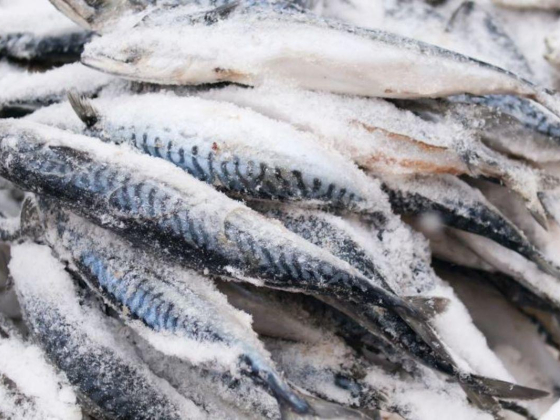 Al Mass Fish Trading