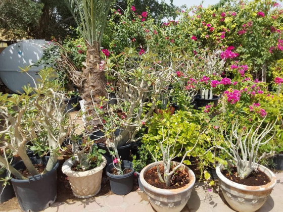 Smile Landscaping