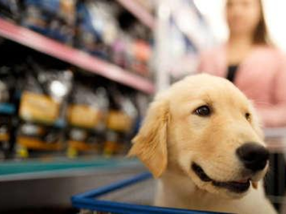 Cute Pets Trading