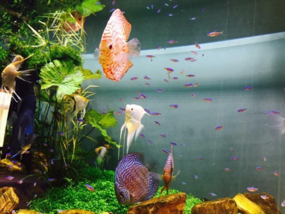 Zen Qua Aquarium Trading