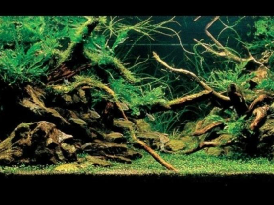 Zen Qua Aquarium Trading