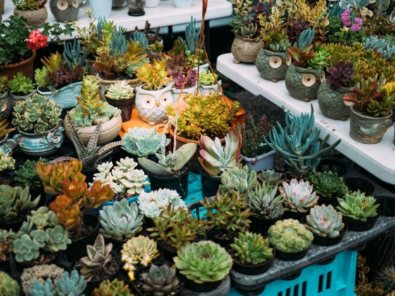 Natural Flowers Trading