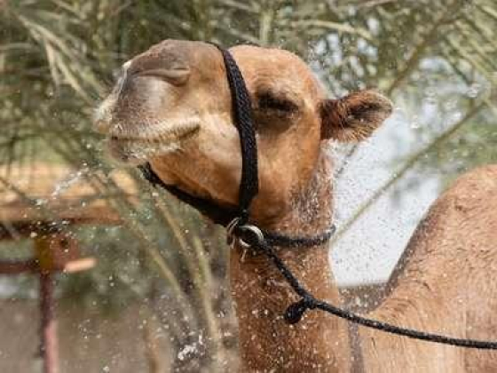 The Camel Farm